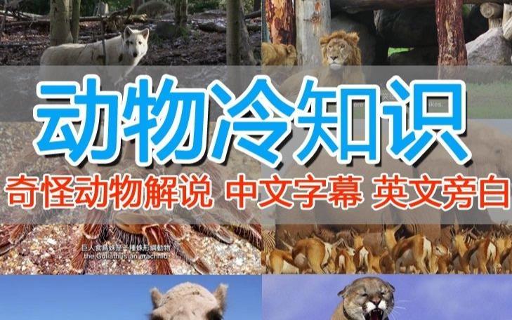 外面卖1699的国外纪录片解说（动物解说、美食、动画片）稳过中视频-创业资源库