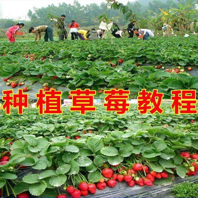 草莓种植技术全套视频教程大全科学培训方法经验大棚栽培教程资料-谦言资源库