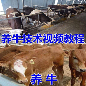 养牛养羊视频教程疾病防治挤奶牛场建设放牧饲养猪技术全套发育-谦言资源库