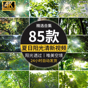 4K夏日阳光透过树叶森林空境升格大自然唯美清新绿叶实拍视频素材-谦言资源库